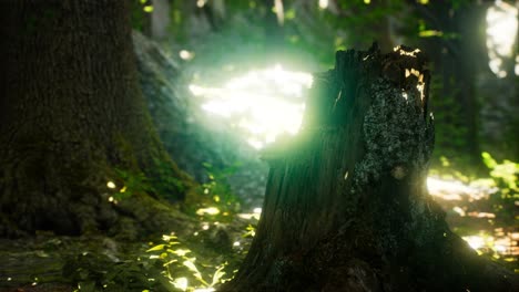 Sonnenlichtstrahlen-Strömen-Durch-Blätter-In-Einem-Regenwald